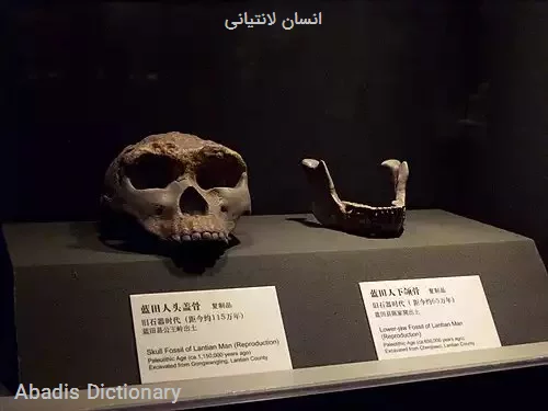 انسان لانتیانی